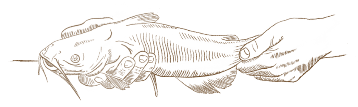 Holing A Catfish Illustration